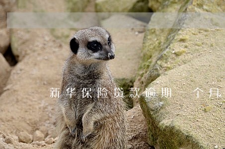 新华保险贷款逾期一个月