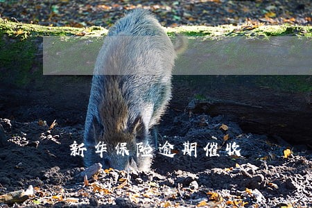新华保险逾期催收 新华保险逾期催收