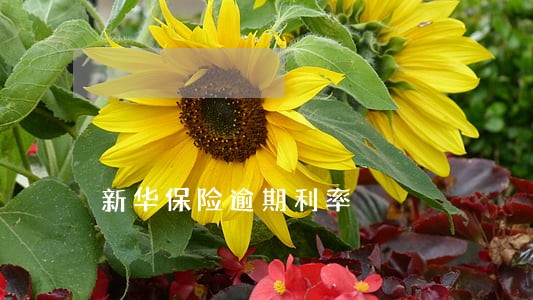 新华保险逾期利率 新华保险逾期利率