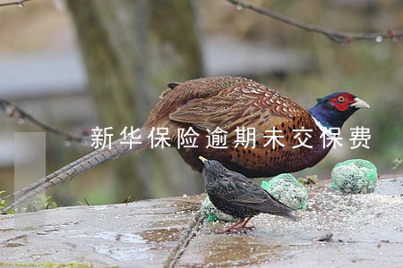 新华保险逾期未交保费 新华保险逾期未交保费