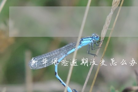 新华保险逾期没交怎么办 新华保险逾期没交怎么办