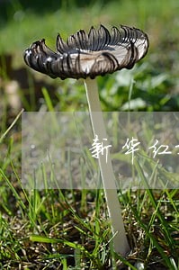 新华红双喜C款逾期承诺利率 新华红双喜C款逾期承诺利率