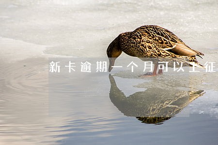 新卡逾期一个月可以上征信吗 新卡逾期一个月可以上征信吗