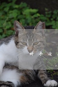 新卡逾期对子女考公检法有影响吗 新卡逾期对子女考公检法有影响吗
