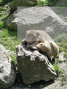 新原子贷一刻分期逾期 新原子贷一刻分期逾期