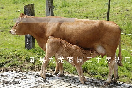 新县九龙家园二手房法院卖 新县九龙家园二手房法院卖