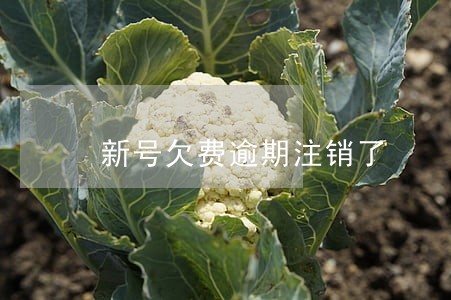 新号欠费逾期注销了 新号欠费逾期注销了