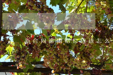 新合同逾期赔偿应该怎么写