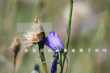 新型冠状病毒逾期了如何恢复征信 新型冠状病毒逾期了如何恢复征信