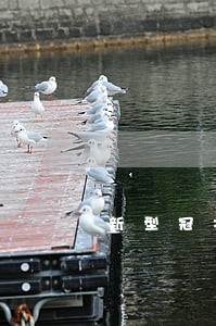 新型冠状肺炎封路违法 新型冠状肺炎封路违法