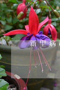 新型病毒会导致卡逾期