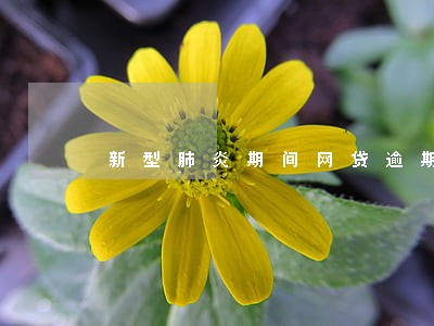 新型肺炎期间网贷逾期还款可以吗 新型肺炎期间网贷逾期还款可以吗