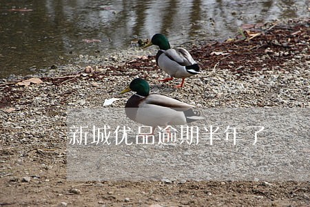 新城优品逾期半年了 新城优品逾期半年了