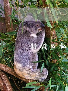 新城区私人律师在线律师咨询 新城区私人律师在线律师咨询