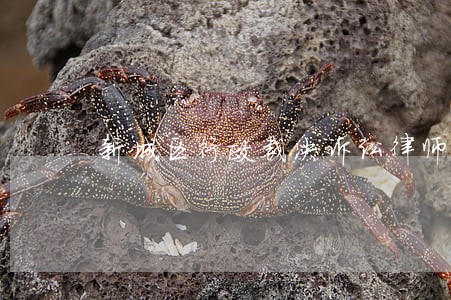 新城区行政裁决诉讼律师 新城区行政裁决诉讼律师