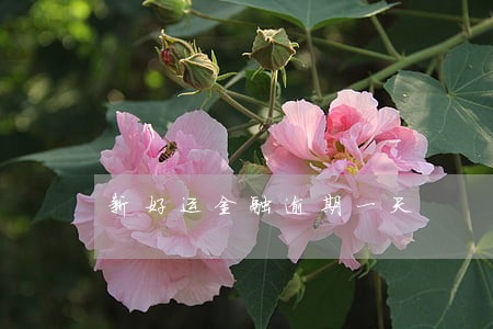 新好运金融逾期一天 新好运金融逾期一天