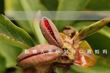 新婚夫妻吵架可以离婚吗 新婚夫妻吵架可以离婚吗