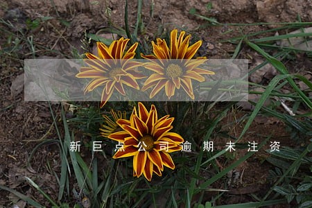 新巨点公司逾期未注资 新巨点公司逾期未注资