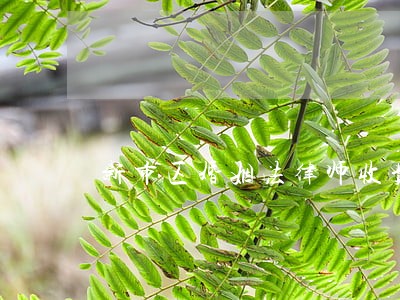 新市区婚姻法律师收费 新市区婚姻法律师收费