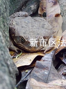 新市区法律咨询在线咨询 新市区法律咨询在线咨询