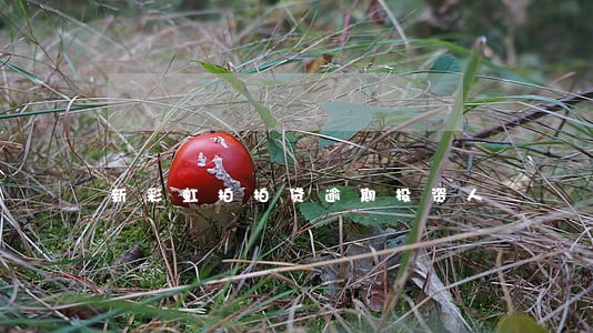新彩虹拍拍贷逾期投资人 新彩虹拍拍贷逾期投资人