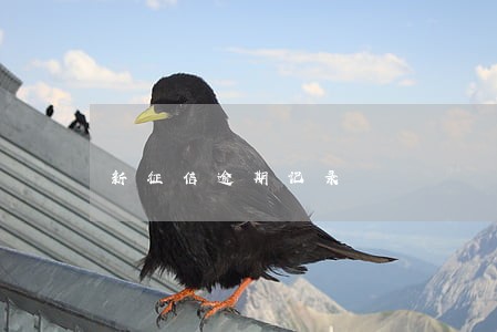 新征信逾期记录 新征信逾期记录