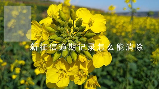 新征信逾期记录怎么能消除 新征信逾期记录怎么能消除