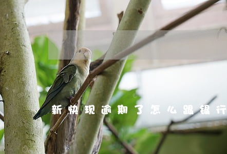 新快现逾期了怎么跟银行说 新快现逾期了怎么跟银行说