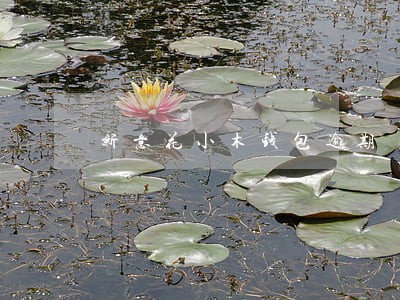新意花小木钱包逾期 新意花小木钱包逾期