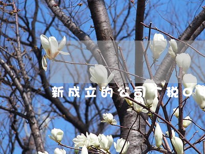 新成立的公司个税0申报逾期 新成立的公司个税0申报逾期