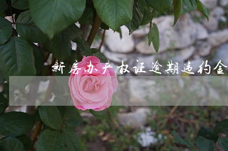 新房办产权证逾期违约金过低 新房办产权证逾期违约金过低