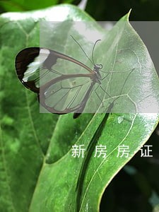 新房房证逾期违约金 新房房证逾期违约金