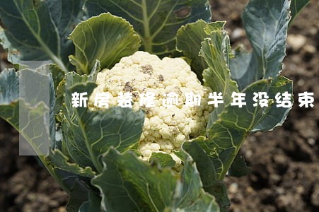 新房装修逾期半年没结束 新房装修逾期半年没结束