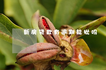 新房贷款有逾期能批吗 新房贷款有逾期能批吗