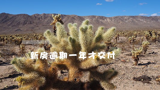新房逾期一年才交付 新房逾期一年才交付