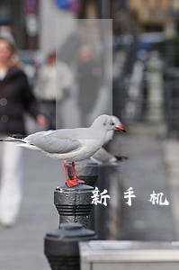 新手机号收到逾期短信 新手机号收到逾期短信