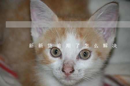 新新贷逾期了怎么解决 新新贷逾期了怎么解决