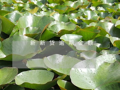 新新贷逾期金额 新新贷逾期金额