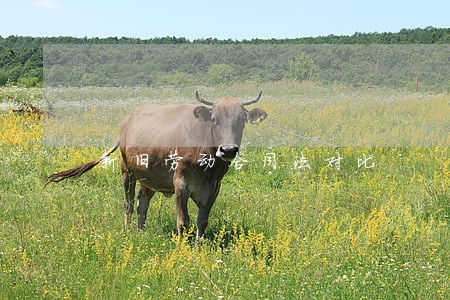 新旧劳动合同法对比 新旧劳动合同法对比