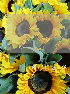 新旧法律都认为违法的 新旧法律都认为违法的