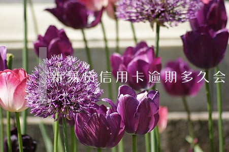新易贷信用卡逾期多久会成呆账