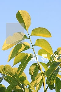 新易贷微贷款逾期11天 新易贷微贷款逾期11天