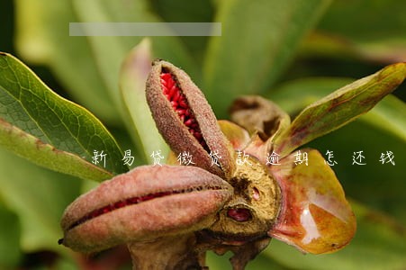 新易贷微贷款逾期怎还钱 新易贷微贷款逾期怎还钱