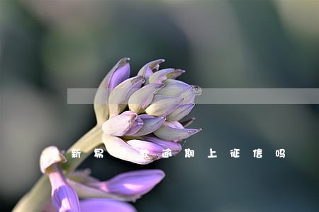 新易贷款逾期上征信吗 新易贷款逾期上征信吗