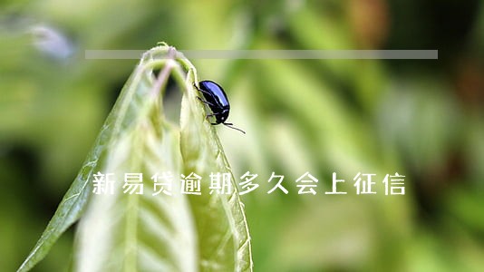 新易贷逾期多久会上征信 新易贷逾期多久会上征信