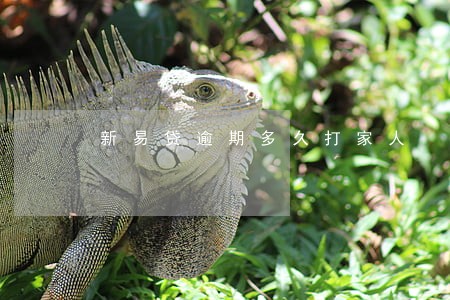 新易贷逾期多久打家人