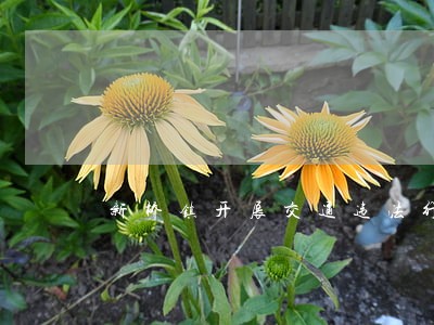 新桥镇开展交通违法行为整治行动