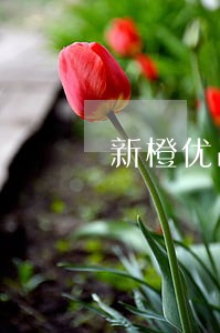 新橙优品借款3千逾期2年 新橙优品借款3千逾期2年