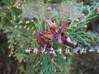 新橙优品借款逾期一天 新橙优品借款逾期一天