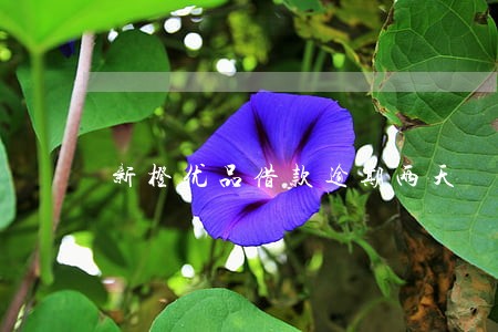 新橙优品借款逾期两天 新橙优品借款逾期两天